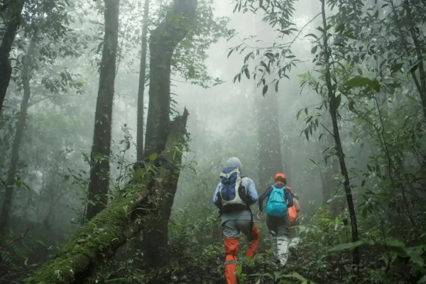 मानसून ट्रैकिंग का रोमांच हरियाली की चादर में डूबा रोमांच