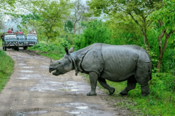 भारत के राष्ट्रीय उद्यानों में वन्यजीव फोटोग्राफी