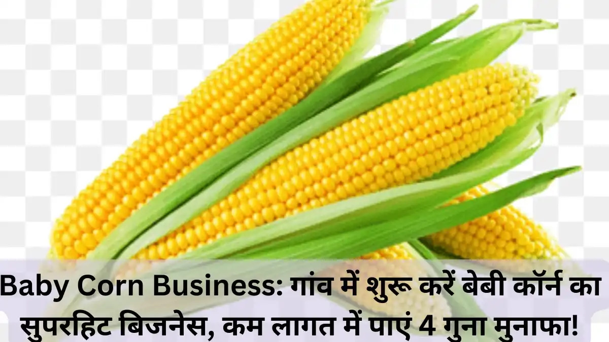 Baby Corn Business गांव में शुरू करें बेबी कॉर्न का सुपरहिट बिजनेस, कम लागत में पाएं 4 गुना मुनाफा!