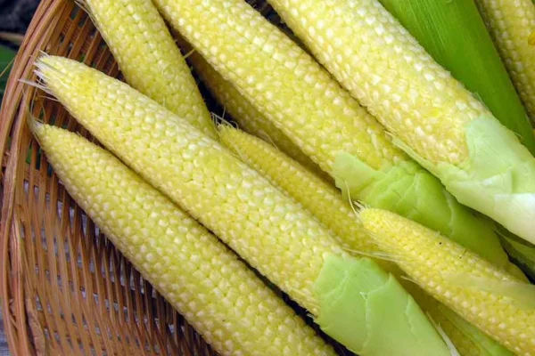 Baby Corn Business गांव में शुरू करें बेबी कॉर्न का सुपरहिट बिजनेस, कम लागत में पाएं 4 गुना मुनाफा!