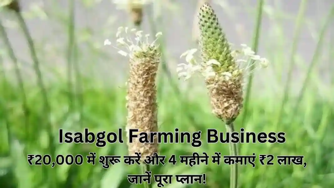 Isabgol Farming Business