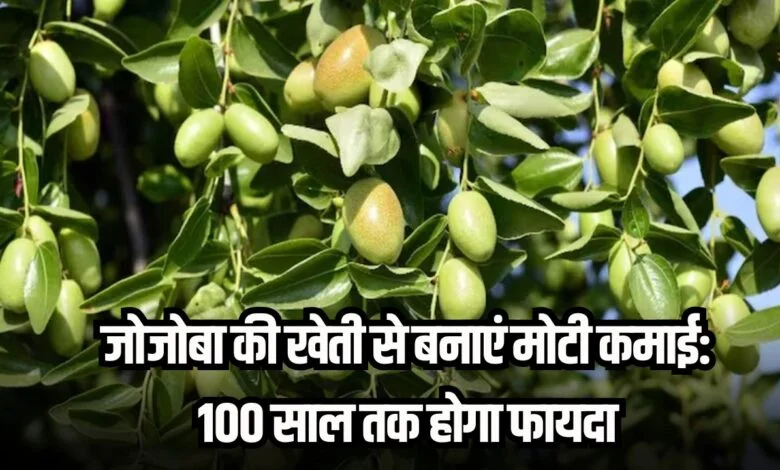 Jojoba Farming Business