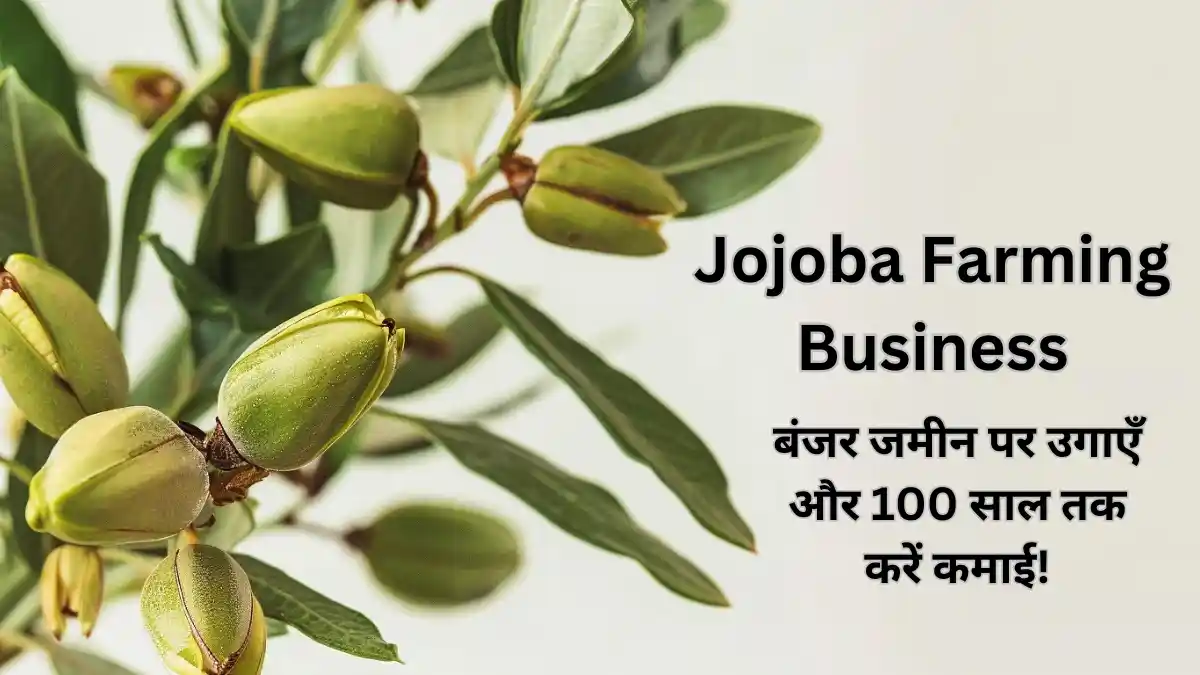 Jojoba Farming Business