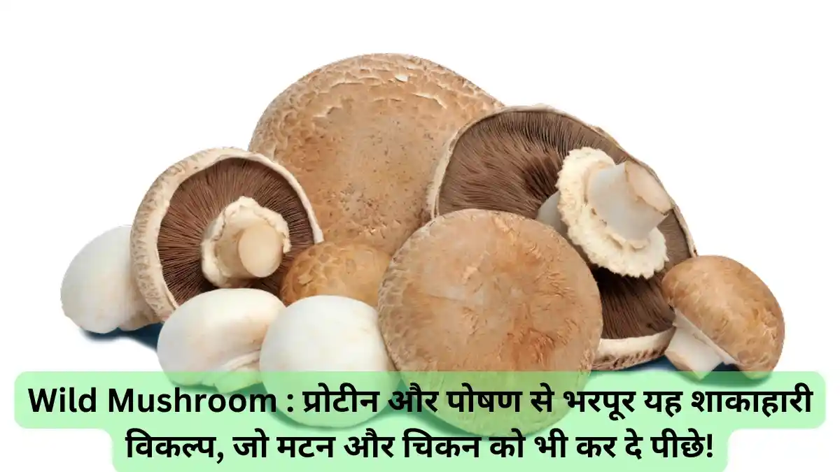 Wild Mushroom : प्रोटीन और पोषण से भरपूर यह शाकाहारी विकल्प, जो मटन और चिकन को भी कर दे पीछे!