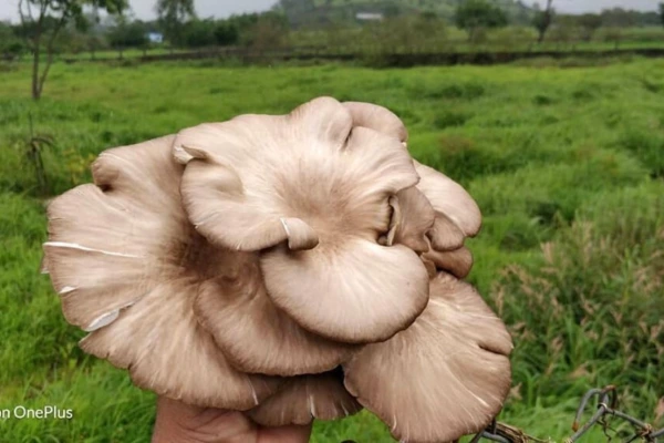 Wild Mushroom  प्रोटीन और पोषण से भरपूर यह शाकाहारी विकल्प, जो मटन और चिकन को भी कर दे पीछे!