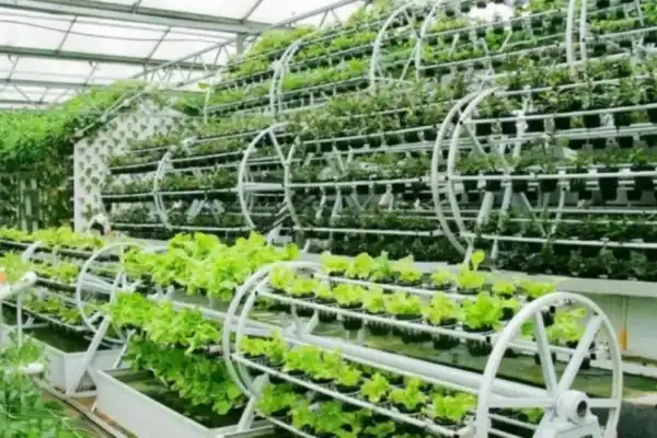 Aquaponic Farming Business