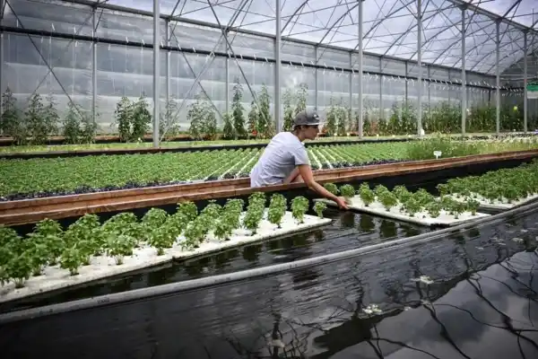 Aquaponic Farming Business