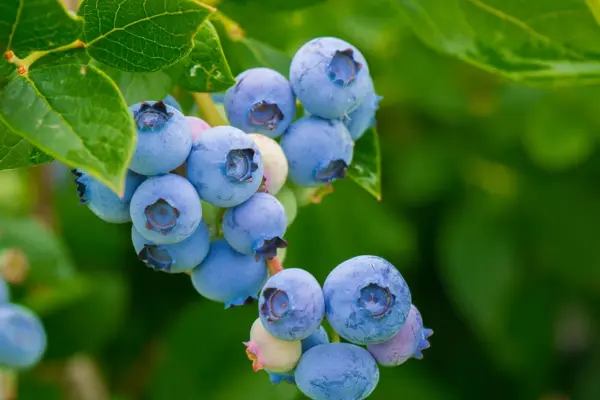 Blueberry Farming