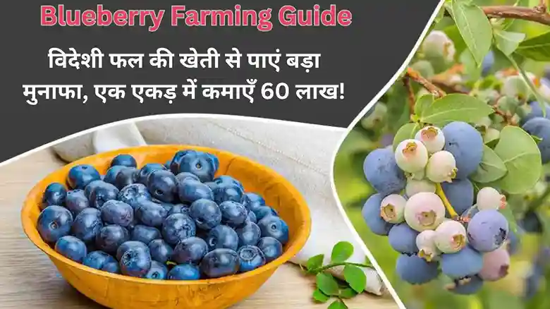 Blueberry Farming