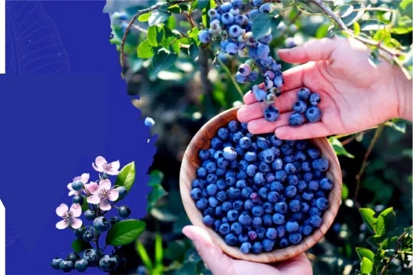 Blueberry Farming