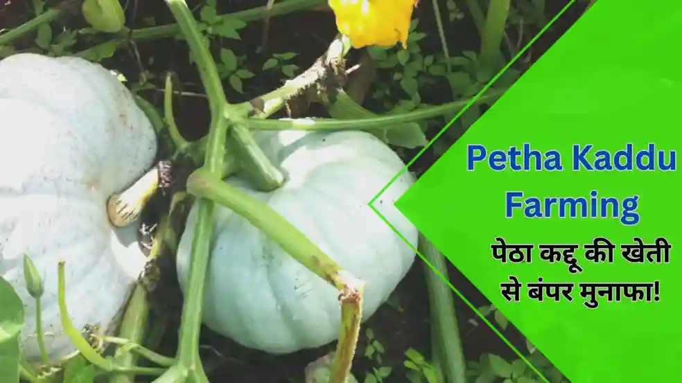 Petha Kaddu Farming Business