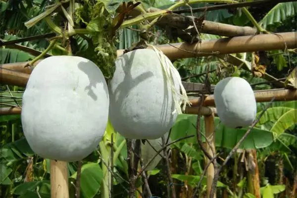 Petha Kaddu Farming