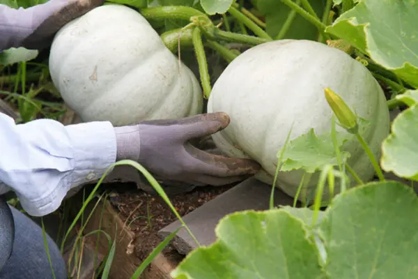 Petha Kaddu Farming