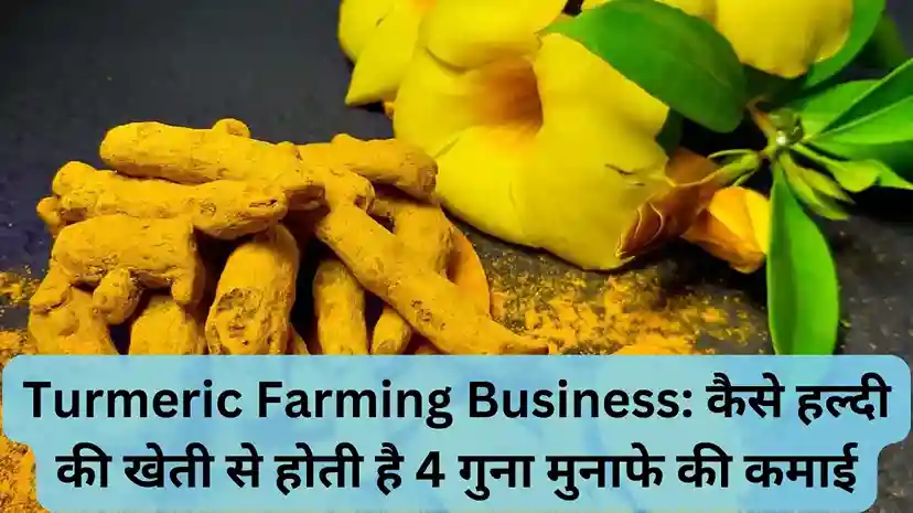 Turmeric Farming Business