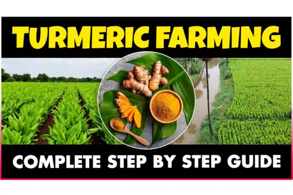 Turmeric Farming Business