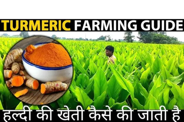 Turmeric Farming Business