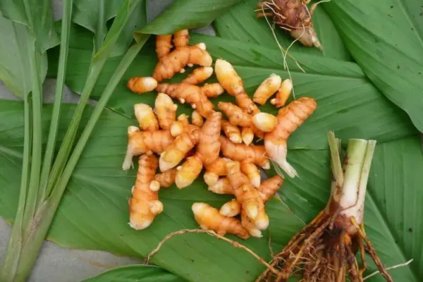 Turmeric Farming