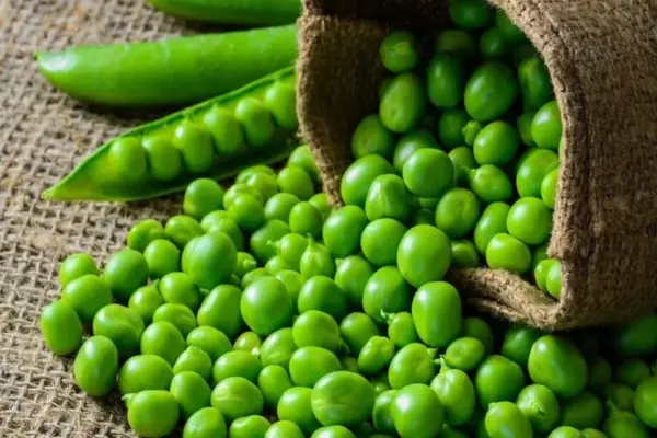 Frozen Green Peas Business