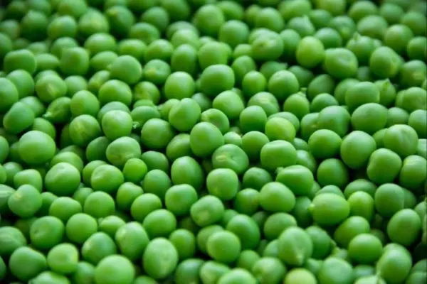 Frozen Green Peas Business