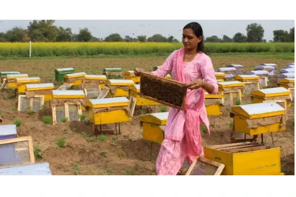 Honey Bee Farming Business