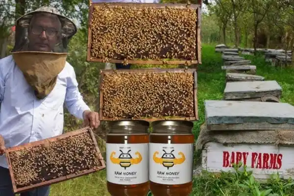 Honey Bee Farming Business