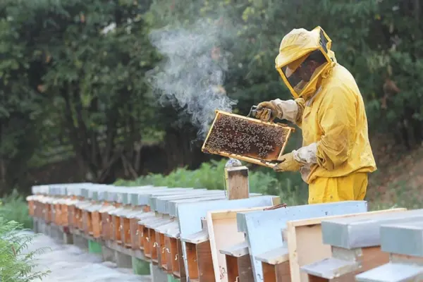 Honey Bee Farming Business