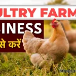 Poultry Farm Business